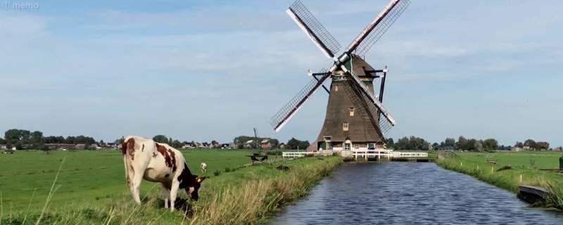 荷兰牧场的特点是什么 荷兰牧场有什么特点