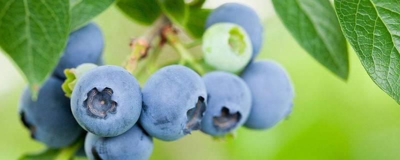 蓝莓可以冷冻保存吗（新鲜蓝莓可以冷冻保存吗）