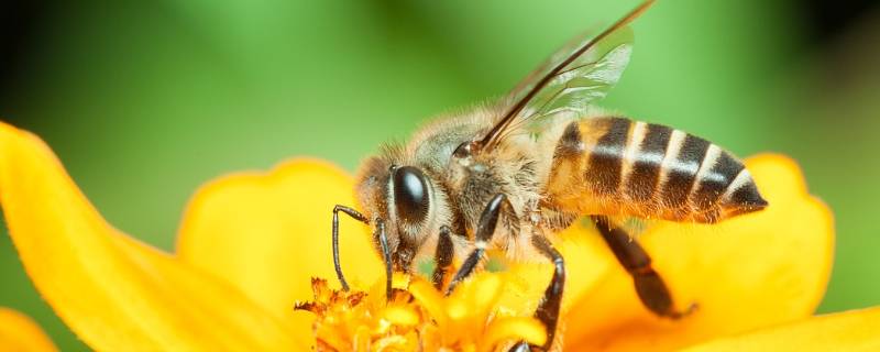 蜂王和工蜂分别是什么蜂 蜂王和工蜂都是什么蜂