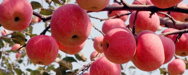 洛川苹果几月份成熟（洛川苹果几月份成熟?）