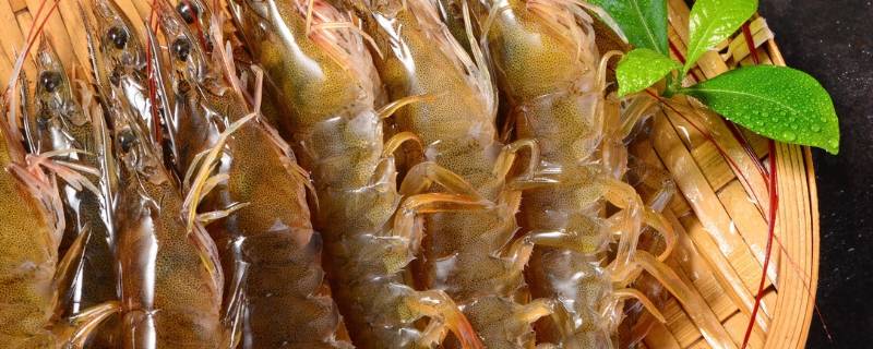 基围虾吃什么食物 基围虾吃什么食物可不可以跟鱼养