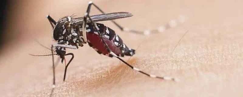 蚊子的生长周期 蚊子的生长周期图片