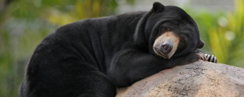 黑熊是国家几级保护动物 黑熊是国家几级保护动物?