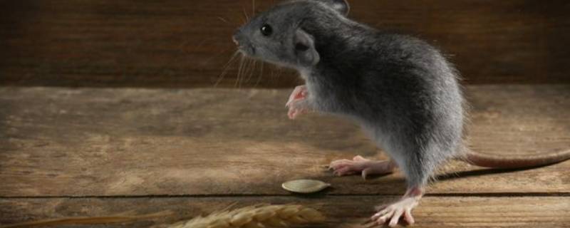 老鼠不吃东西能活多久（老鼠在不吃东西的情况下能存活几天）