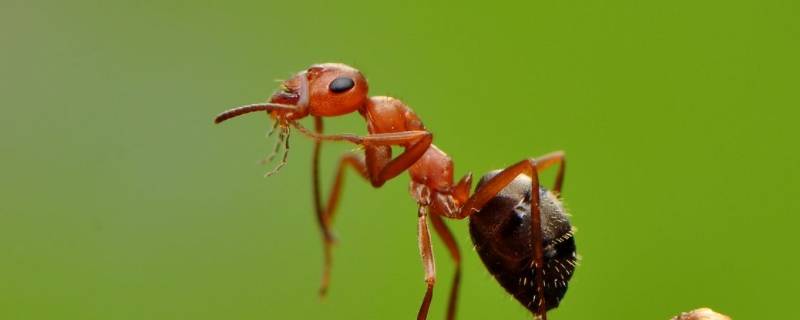 室内蚂蚁是怎么产生的 室内有蚂蚁是什么原因