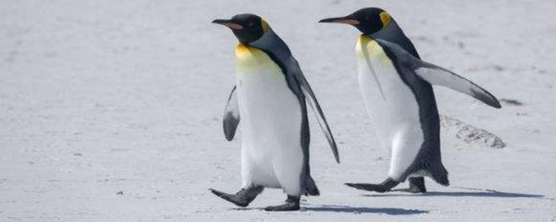 企鹅有尾巴吗 企鹅的尾巴是什么样的