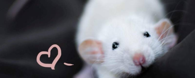 怎样区分老鼠和花枝鼠 老鼠与花枝鼠的区别