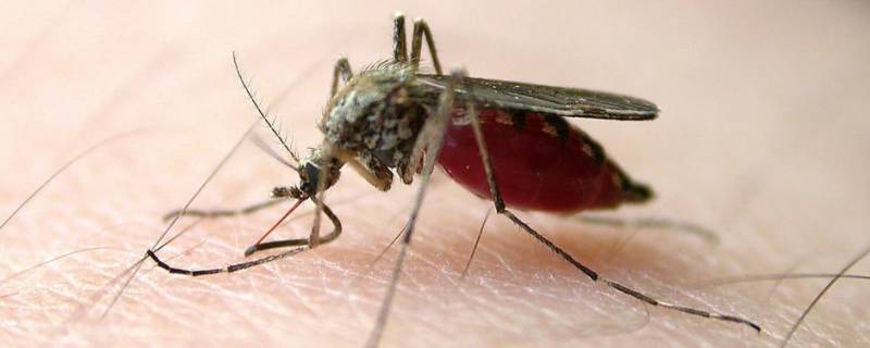 饿死一只蚊子大概需要多久 多久能饿死一只蚊子