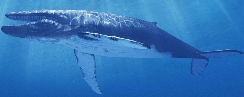 比蓝鲸还大的生物 比蓝鲸还大的生物是谁