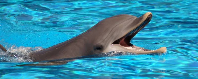 海豚是什么类动物 海豚是哪类动物