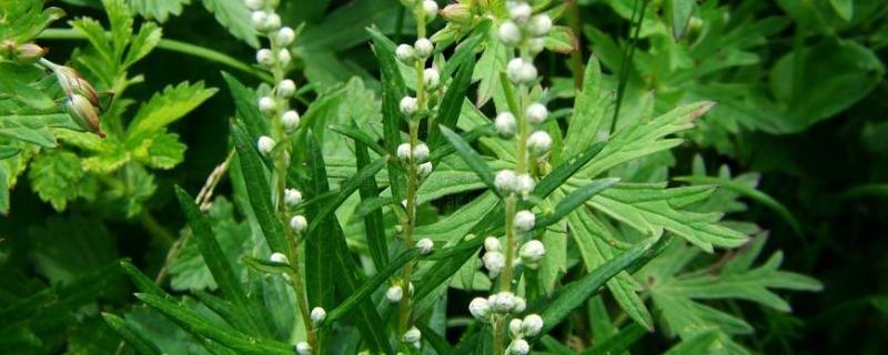 蒿属花粉几月到高峰期（蒿属植物花粉期什么时候结束）