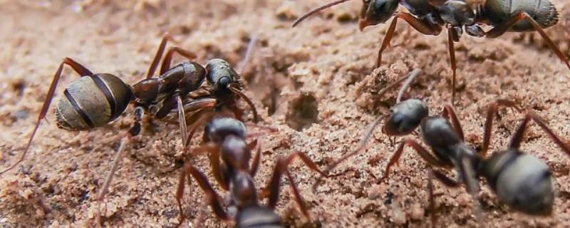 蚂蚁怎么处理死去的同伴（蚂蚁知道同伴死去吗）