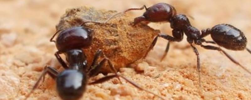 蚂蚁的触角像什么 蚂蚁的触角像什么比喻句