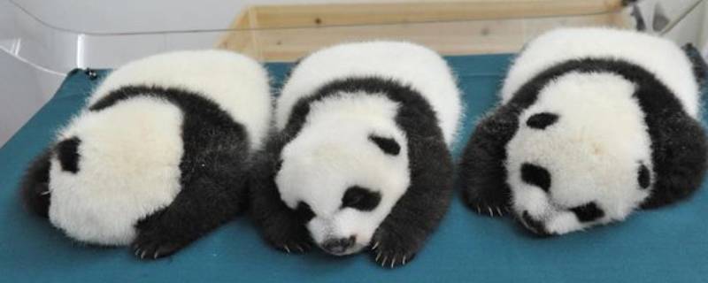 大熊猫冬眠吗 大熊猫冬眠吗冬天冬眠吗