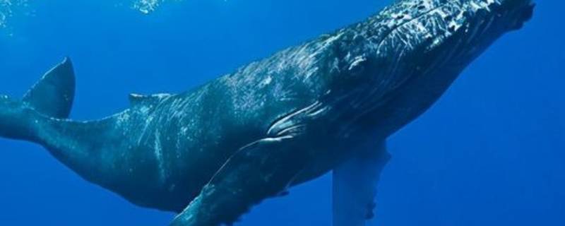 鲸鱼能在淡水里能活多久 鲸鱼能活多久?
