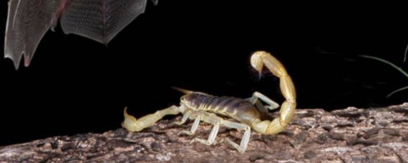 野生蝎子吃什么 野生蝎子吃什么粮食