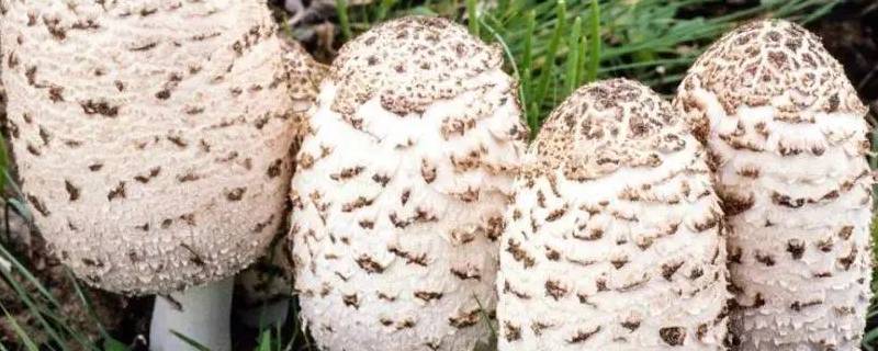 草坪上常见的蘑菇 草坪上常见的蘑菇能吃吗