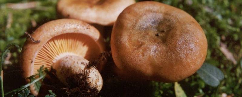 蘑菇几月份可以采摘（摘蘑菇是几月份）