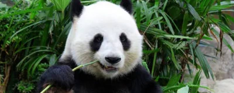 大熊猫吃的竹子叫什么（大熊猫吃的竹子叫什么竹子）