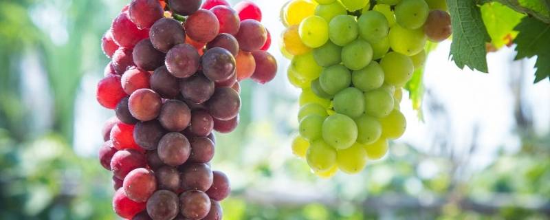葡萄是碱性还是酸性水果 葡萄是酸性的还是碱性
