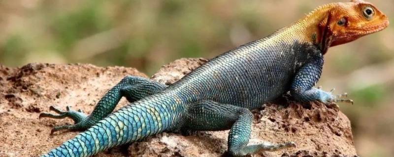 蓝色尾巴的蜥蜴叫什么 蓝紫色尾巴的蜥蜴