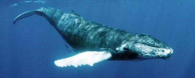 鲸鱼声纳的作用 鲸鱼的声纳系统对外界环境敏感