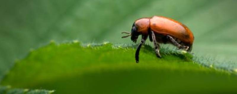 昆虫记昆虫的嗅觉概括 昆虫记昆虫的嗅觉概括80字
