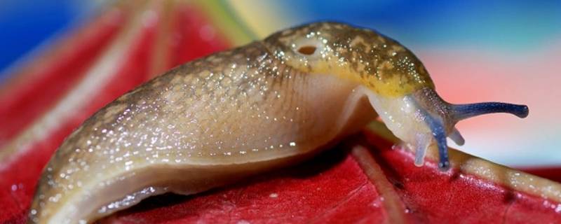 不带壳的蜗牛害处 不带壳的蜗牛是害虫吗