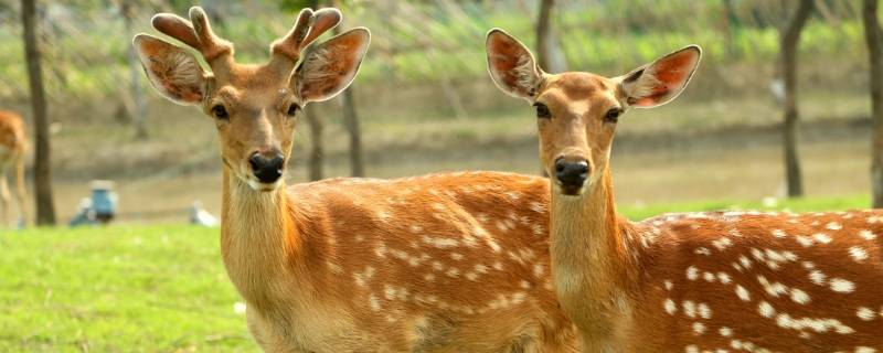 鹿是国家几级保护动物（梅花鹿是国家几级保护动物）