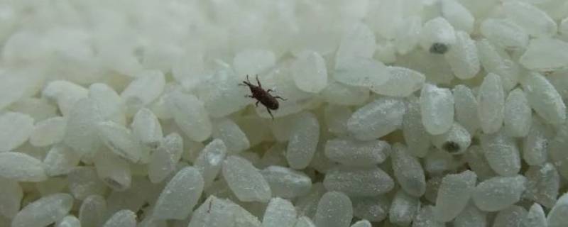 大米为什么会生小黑虫 大米为什么会生小黑虫还能吃吗