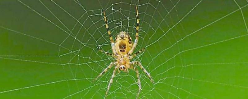 蜘蛛和蜈蚣为什么不是昆虫 蜘蛛和蜈蚣属于昆虫类吗