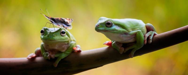 青蛙一天能捉多少害虫 青蛙一天能吃多少只害虫