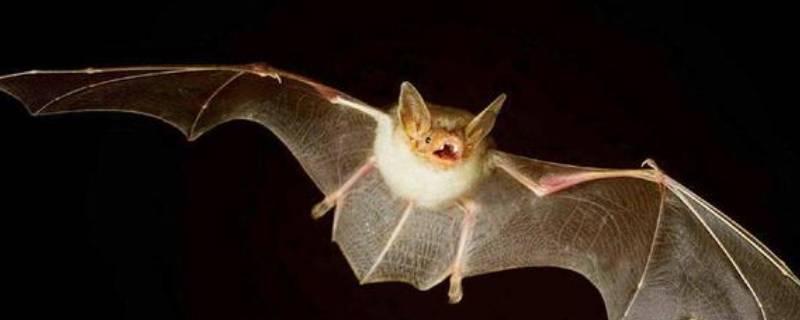 蝙蝠会往人身上飞吗（蝙蝠飞到人身上有事吗?）