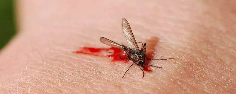 蚊子怕花露水的气味吗 蚊子喜不喜欢花露水的味道