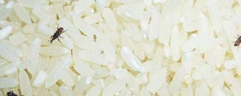 米里面的小白虫怎么处理 米里有很多白虫子怎么处理