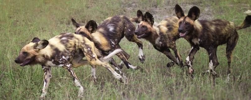 非洲野犬与鬣狗的区别（鬣狗和非洲野犬）