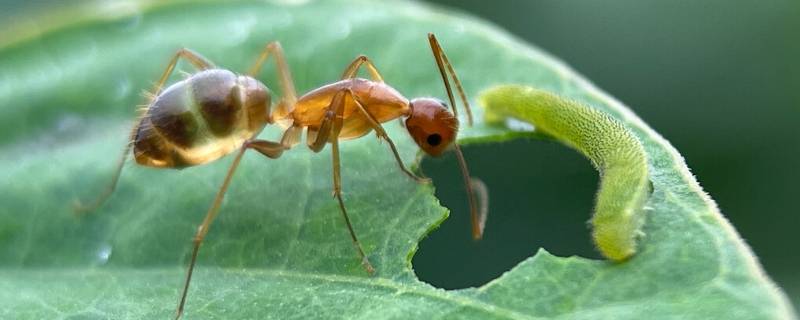 蚂蚁寿命 奇瑞小蚂蚁寿命