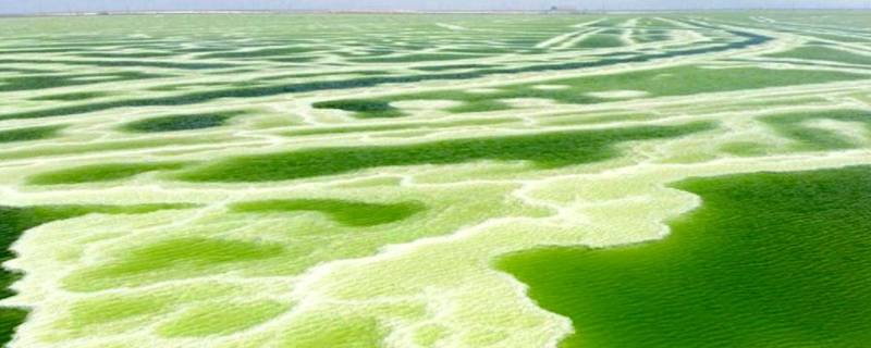 察尔汗盐湖为什么是绿色的（察尔汗盐湖水为什么是绿色的）