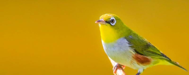 绣眼鸟是国家几级保护动物（绣眼鸟是国家保护鸟类吗）