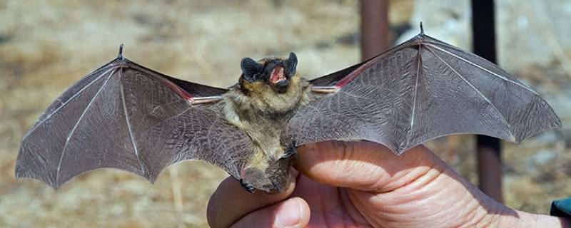 蝙蝠的繁殖方式是什么（蝙蝠的繁殖方式与人类一样吗）