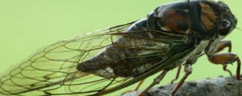蝉的生活特性 蝉的生活特性是什么