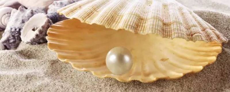 产珍珠的贝类叫什么（产珍珠的是什么贝类）