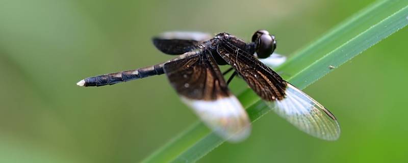 黑白色蜻蜓是什么品种 黑白色的蜻蜓是什么品种