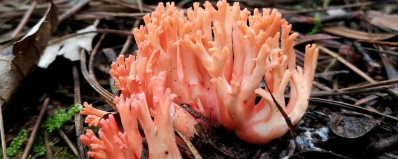 像珊瑚一样的菌菇是什么（长的像珊瑚的是什么菇）