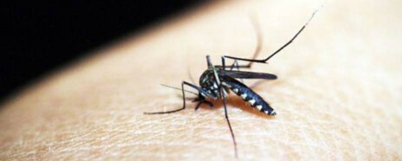 蚊子能活几天寿命 蚊子能活几年