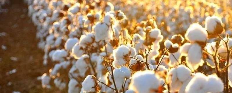 棉花的特点和作用是什么（棉花的主要特性是什么）