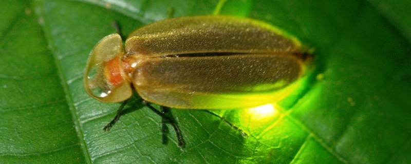 萤火虫是怎么点灯笼的 萤火虫是怎么点灯笼的一年级作业