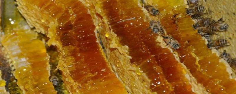 纯天然土蜂蜜的简要介绍 真正的纯正天然土蜂蜜是什么样子的?