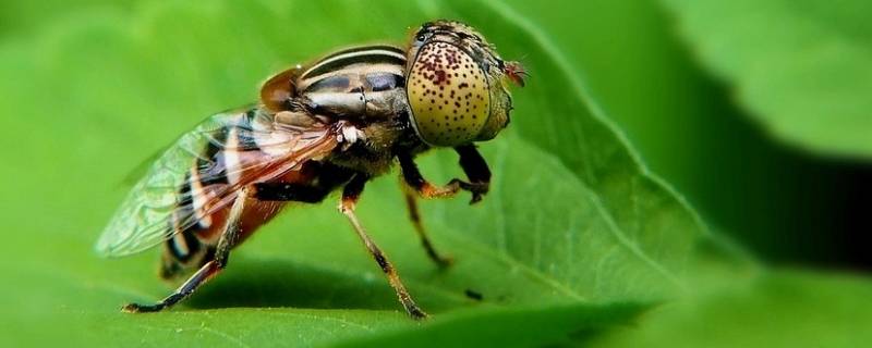 很小很小的苍蝇叫什么 很小很小的苍蝇叫什么用什么药可以消灭