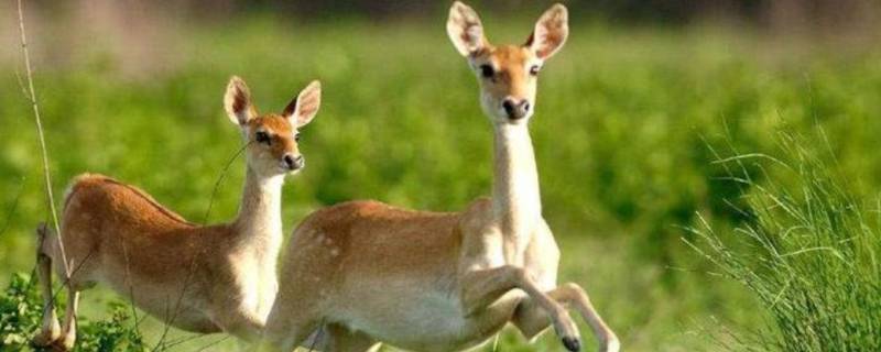 生物界分为六大界 生物界分为六大界还是五大界